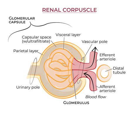 Advanced Anatomy & Physiology: Renal Corpuscle Histology | ditki ...