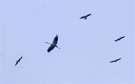 图片素材 : 翅膀, 天空, 群, 飞行, 鸟迁徙, 栖息的鸟, 动物迁徙, 起重机像鸟 2406x1804 - - 199565 - 素材 ...
