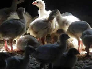 Bird flu outbreak reported in Kerala's Alappuzha - The Economic Times