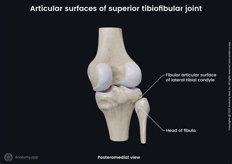 Superior tibiofibular joint | Anatomy.app