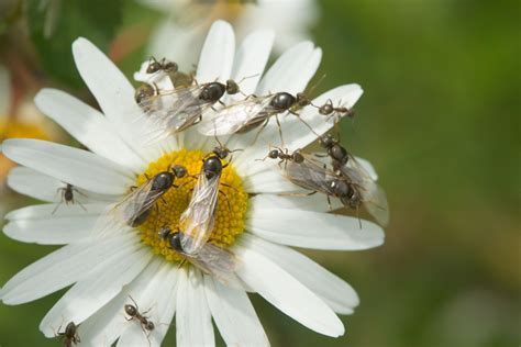 Do flying ants bite, how long do they live for and how to keep them away? | Metro News