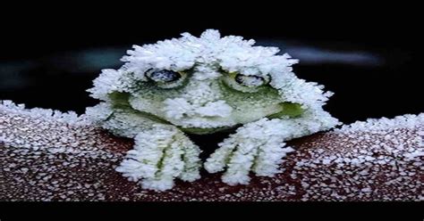 Image result for Alaskan Tree Frog