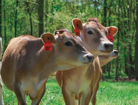 Jersey Bull Calves Look What We Got!!!😂😂😂😂😂😂😂😂