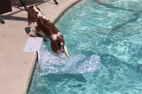 Image result for Pool Steps for Dogs