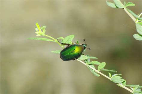Clouds of Green June Beetles in my yard after the drought ended : r ...