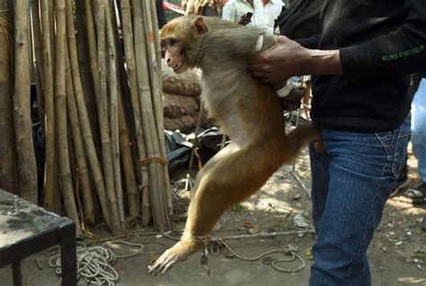 These Images Showing A Monkey Being Captured And Caged Will Break Your ...