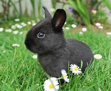 Image result for Bunny Face Black and White