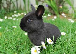 Image result for Black Fluffy Baby Bunnies