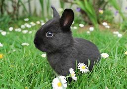 Image result for Cute Baby Bunny Black and White