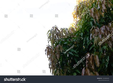 Image result for Mango Sprouting