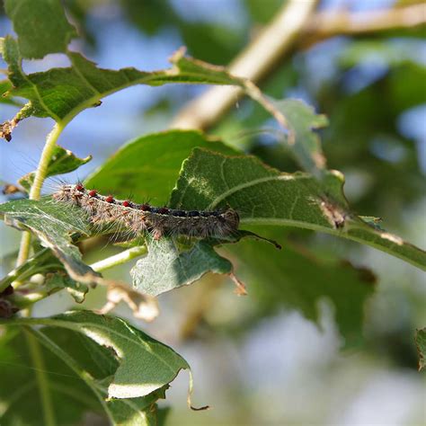 Image result for Gypsy Moth