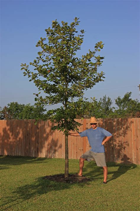 Swamp Chestnut Oak tree - Southern Native Trees