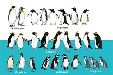 Extinct Penguin Species