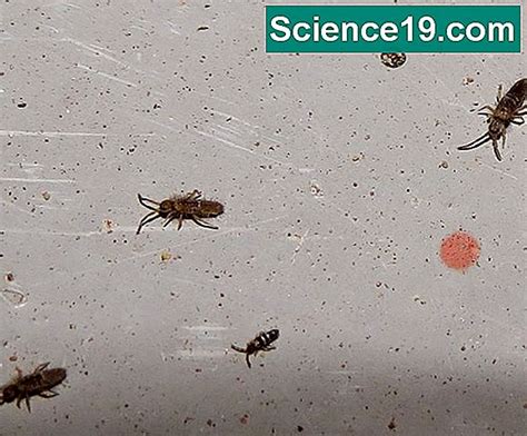 Image result for Spring Tails Bug Life Cycle