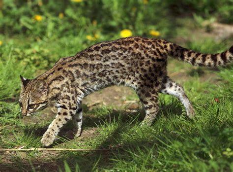Wild Cat Species