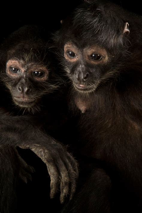 Spider Monkey Eating