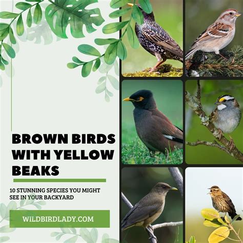 Brown Birds With Yellow Beaks: 10 Stunning Species You Might See in ...