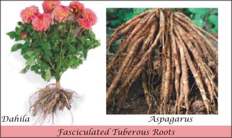 Image result for NEET Root Modification Questions