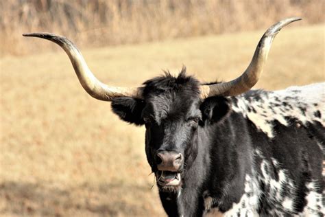 Texas Longhorn Bull Close-up Free Stock Photo - Public Domain Pictures