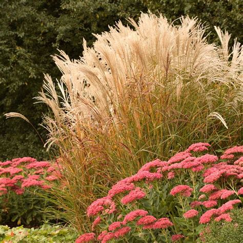 Ornamental Grasses You Should Get to Know — The Family Handyman