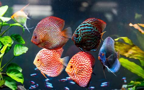 Image result for Discus Fish for Beginners