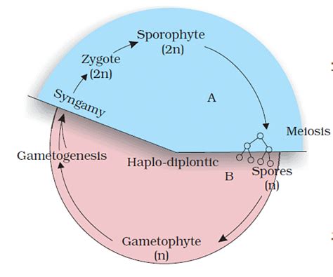 Plant Life Cycles and Alternation of Generations (Old NCERT) - NEET PDF ...