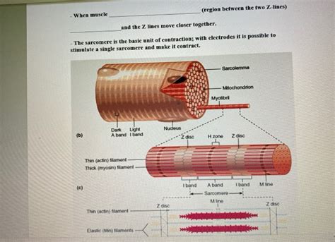 Image result for Muscle Fiber Z-Line