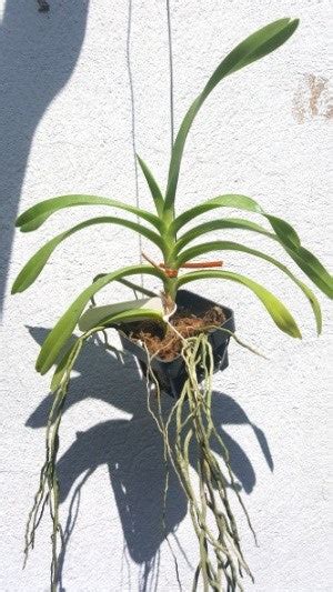 Vanda dennisoniana sp. – EXOTICA ORCHIDS