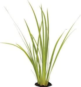 Cloud Farm Lemon Grass Plant Price in India - Buy Cloud Farm Lemon ...