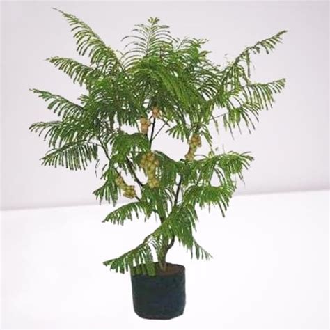 Bagaan Live Amla/Aawla Fruit Plant Indian Gooseberry Plant For Home ...