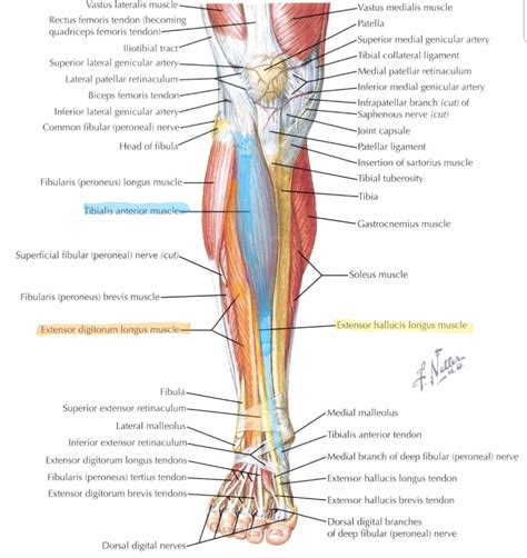 metabo's kuwento: Muscles of Anterior compartment of lower leg