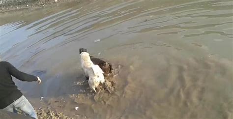 河里一条狗狗头闷在水里挣扎 自家狗狗立刻跳了进去将狗狗咬起|狗狗|黑狗|挣扎_新浪新闻