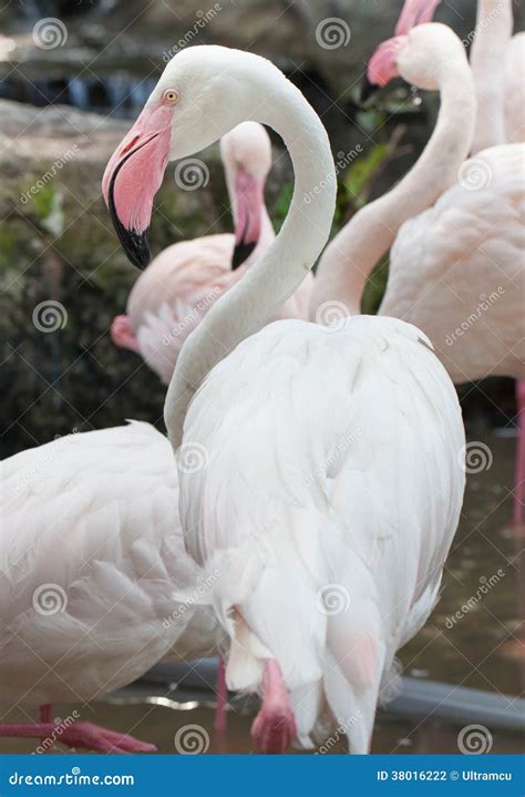 White flamingo bird stock photo. Image of feather, tropical - 38016222