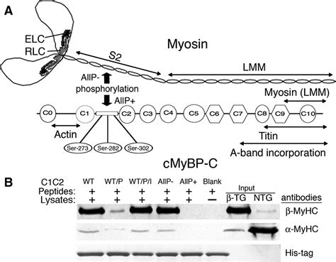 Cardiac Myosin Binding Protein-C Phosphorylation in a β-Myosin Heavy ...