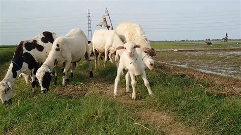 Image result for Scikit Python Zoo Animals Dataset