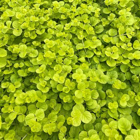 Lysimachia Goldi Creeping Jenny - Moss Greenhouses
