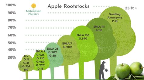 How Far Apart to Plant Apple Trees? - Mehrabyan Nursery