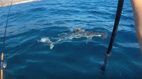 Kayaker Gets Chased To Shore After Fighting Off Hammerhead Shark