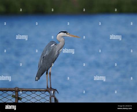 Grey heron, a large long legged heron, the legs used when wading through deep water to hunt prey ...