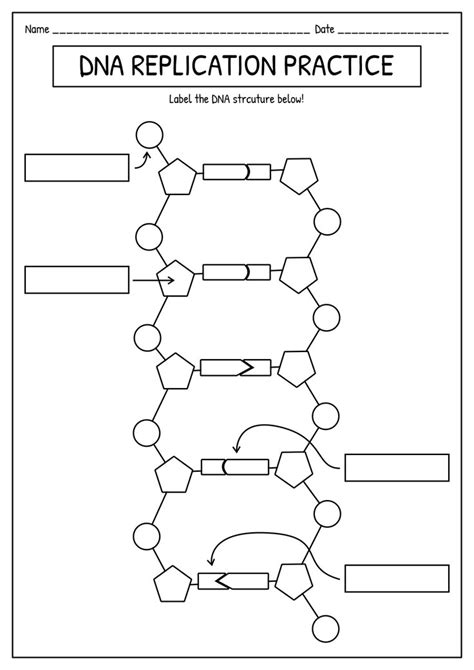 Biology DNA Worksheet 的图像结果