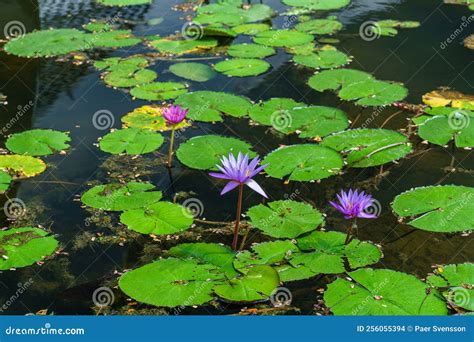 Water Lilies at Marina Bay Sands Stock Photo - Image of park, plants ...