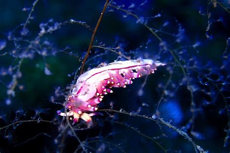 SNORKELING KOS (2026) All You Need to Know BEFORE You Go (with Photos ...