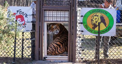 Rescued German Tigers Arrive at Big Cat Sanctuary in South Africa ...