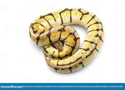 Image result for Royal Python Skin Background