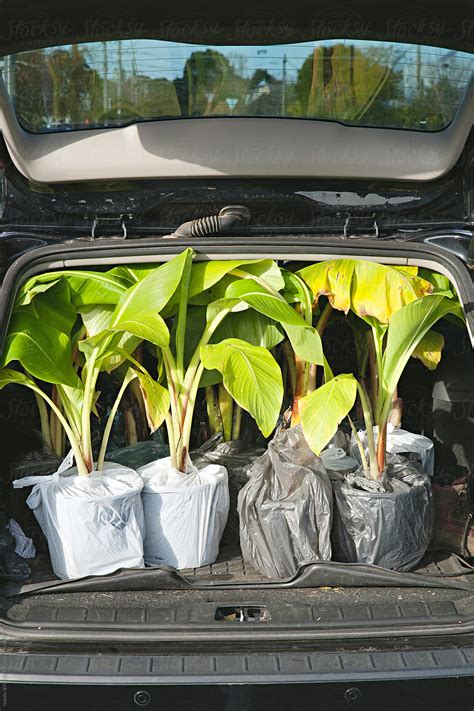 "Back Of A Car Filled With Small Banana Palm Plants" by Stocksy ...