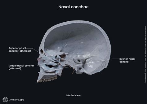Nasal Conchae Model Nasopharynx: What Is It, Function & Anatomy