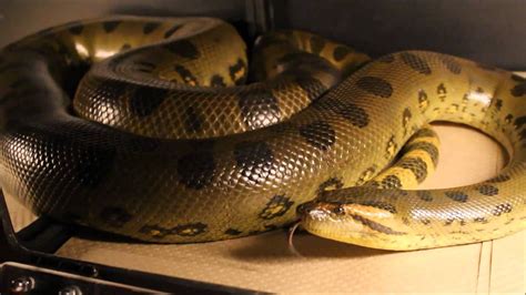 Image result for Anaconda Python Distribution