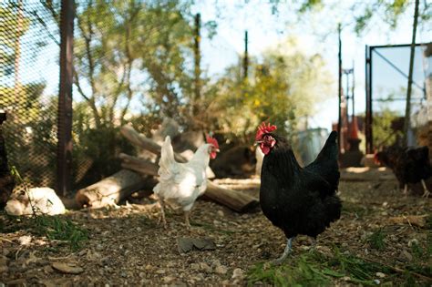 Harvest On River Tucson