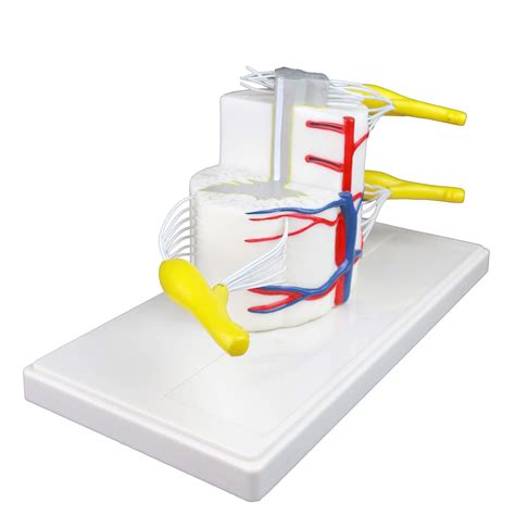 Buy Vision Scientific VAV260 Medical Vertebral & Partial Spinal Cord|5X ...