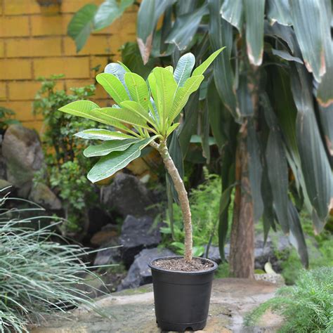 Plumeria King Napranum – Deep Red Fragrant Plumeria Tree